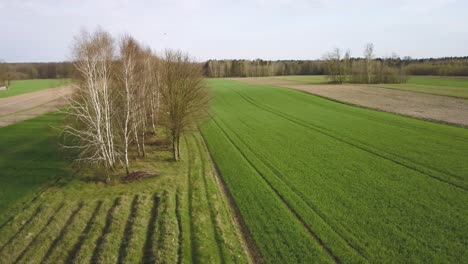 Agricultural-aerial-footage-of-farm-land-green-rye-growth