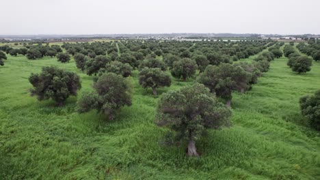 Aerial-flyover-olive-tree-plantation-on-agriculture-green-field-in-Puglia,-Italy