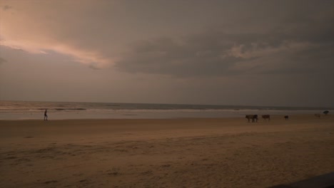 Fixed-clip-of-remote-sandy-beach-with-cattle-and-person-walking-along-the-shoreline