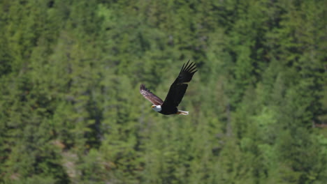 An-Eagle-flying-in-British-Columbia-Canada-over-the-ocean-looking-for-fish