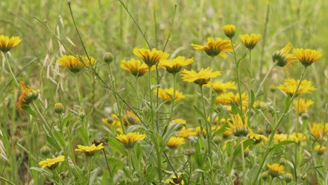 Medicinal-yellow-calendula-field-in-bloom