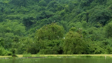 Approaching-a-Huge-Nesting-Ground-of-Storks-and-Herons-in-Ninh-Binh,-Vietnam's-Bird-Park
