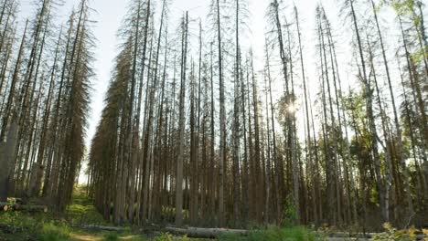 Fell-down-tree-trunks-in-dead-dry-spruce-forest-hit-by-bark-beetle-in-Czech-countryside