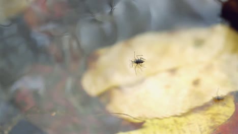 Bugs-stand-float-on-water-surface,-leaves-in-clear-creek-water,-slow-motion