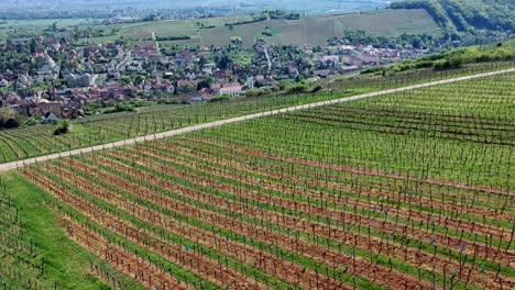 Aerial-elevation-and-tilt-shot-over-vineyards-on-hills,-beautiful-traditionnal-village-in-background-in-east-of-France