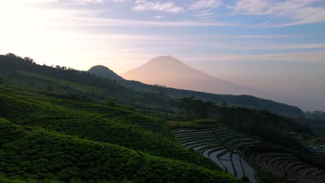 Drone-camera-moving-forward-over-green-tea-plantation-on-the-mountain-slope-with-sunrise-sky-and-huge-mountain