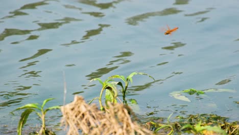 Ditch-jewel-orange-dragonfly-flying-by-water-stream-river,-static,-closeup