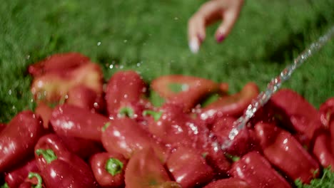Nahaufnahme-Weiblicher-Hände,-Die-Mit-Einem-Schlauch-Rote-Paprikafrüchte-Auf-Gras-Waschen