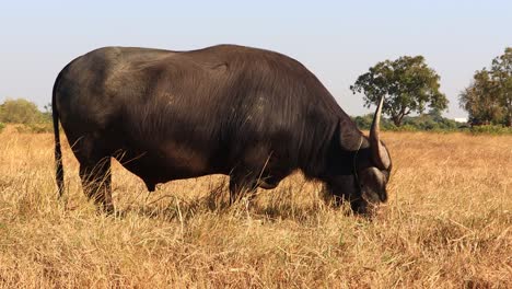 Black-buffalo,-eating-grass-while-standing-outside-in-natural-environment-during-sunshine-day,-animals-in-nature-concept