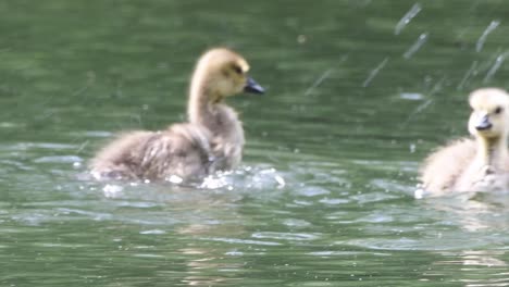 Goslings,-baby-geese,-swimming,-diving-and-splashing-in-the-water