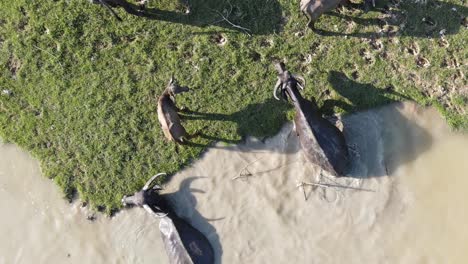 Erstaunliche-Luftaufnahme-Von-Oben-Nach-Unten-Auf-Büffeltiere,-Die-Im-Schlammigen-Braunen-Wasser-Schwimmen