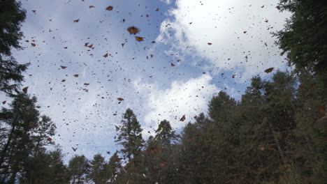 Thousands-of-monarch-butterflies-flying-through-the-air-in-the-Monarch-Butterfly-Reserve-in-Mexico