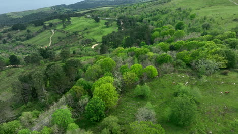 Asphalt-road-leading-through-vivid-forest-landscape-in-Spain,-aerial-drone-view