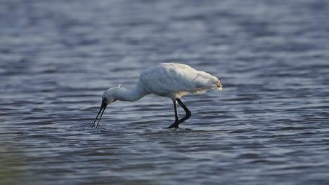 Close-up-of-hunting-spoonbill-in-lake,-catching-prey-with-beak-in-Netherlands