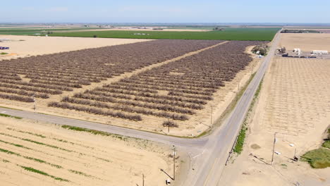 Establishing-aerial-view-flying-towards-Central-valley-orchard-with-rows-of-dead-trees-on-California-farmland