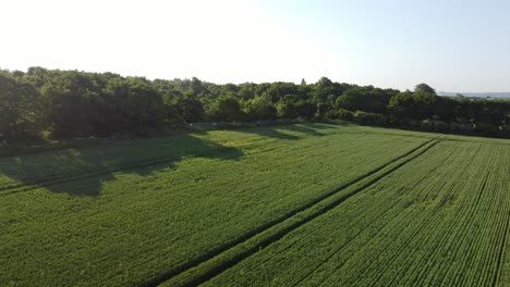Aerial-view-across-green-organic-wheat-crops-furrow-on-English-farmland-during-early-morning-sunrise
