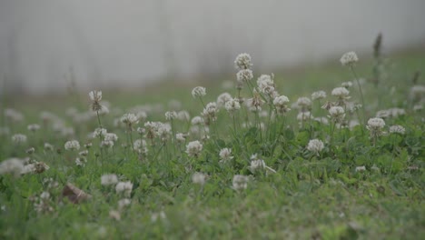 Ein-Feld-Voller-Gras-Mit-Einem-Strauß-Kleiner-Blumen-Und-Bienen