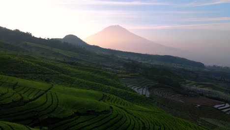 Fly-over-tea-plantation-on-the-mountain-slope-with-sunrise-sky-and-Sumbing-Mountain-on-the-background