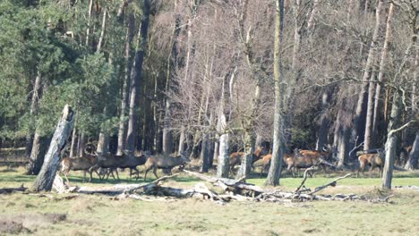 Große-Gruppe-Von-Hirschen-Im-Reservatpark-Des-Nationalparks-Hoge-Veluwe-In-Den-Niederlanden