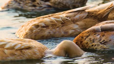 Several-ducks-with-brown-feathers-bobbing-down-into-a-calm-pond,-creating-ripples-in-the-water-and-enjoying-a-peaceful-moment