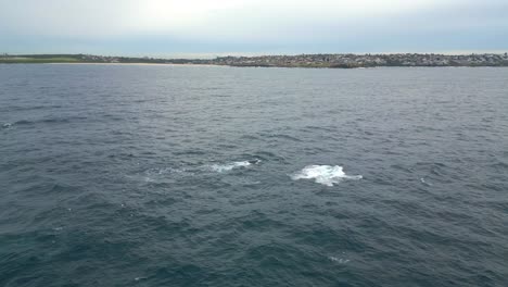 Humpback-whales-appear-flipping-the-tails-on-the-surface-of-the-ocean-at-Maroubra-Beach-Sydney,-NSW,-Australia