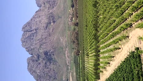 Large-vineyard-in-South-Africa,-with-rows-of-grapevines