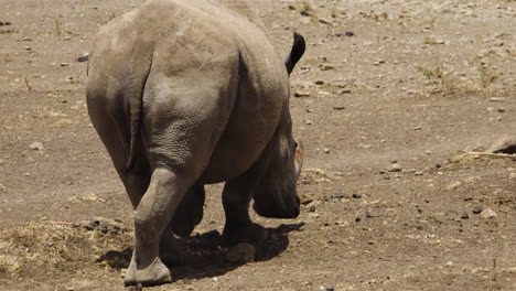 White-rhino-walking-away-from-camera-in-close-up-shot-on-Africa-safari