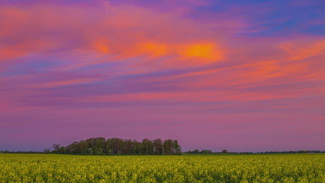 Rapeseed-canola-blossom-in-a-farmland-field-during-a-colorful-sunset---time-lapse-cloudscape