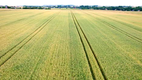 Cinematic-birdseye-shot-of-vast,-serene-grain-crops-with-tractor-tracks