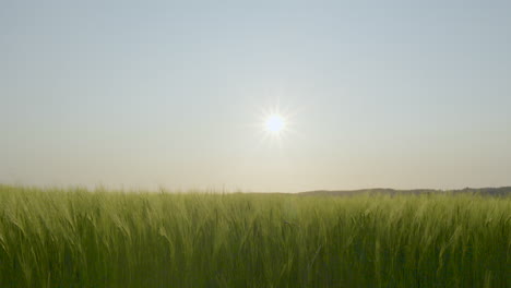 Sun-Shining-Over-Lush-Green-Barley-Field