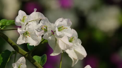 Bunch-oof-white-Bougainvillea-flowers-dancing-with-some-wind-at-a-garden,-Nyctaginaceae