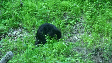 Beaver-searches-forages-through-grassy-hillside