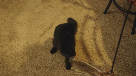 Die-Flauschige-Schwarze-Katze-Bleibt-Mit-Der-Pfote-An-Einem-Spielzeug-Hängen-Und-Springt-In-Zeitlupe,-Um-Es-Zu-Fangen