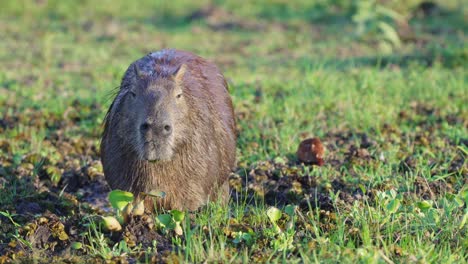 Capybara-standing-in-grassfield-chewing-on-vegetation,-Iberá-Wetlands,-Argentina