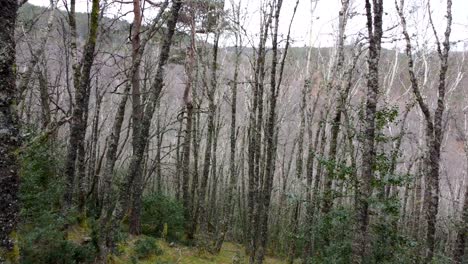 Forward-motion-into-dark-black-and-white-birch-forest,-wintertime