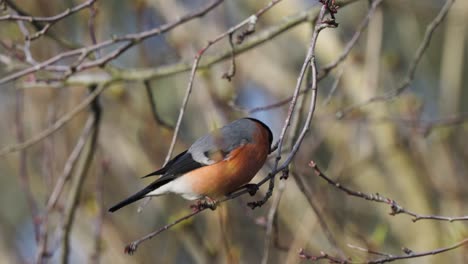 Telephoto-closeup-of-red-breasted-Eurasian-bullfinch-bird-perched-on-tree-branch