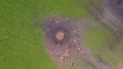 Fantastic-aerial-top-view-flight-herd-of-cows-on-Pasture-meadow,-czech-republic-in-Europe,-summer-day-of-2023