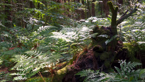 Tree-trunk-surrounded-by-woodland-ferns-with-sunlight-shining-through-the-treetops