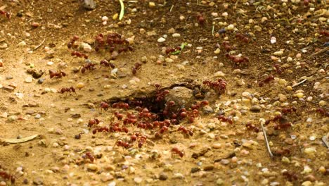 Hormigas-Rojas-Cosechadoras-Pogonomyrmex-Barbatus-Por-Ahí-Colonia
