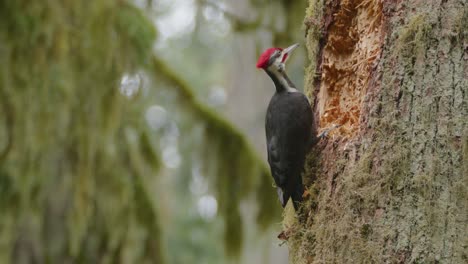 Pileated-Woodpecker-Fiercely-Chipping-Hole-in-Forest-Tree-SLOMO