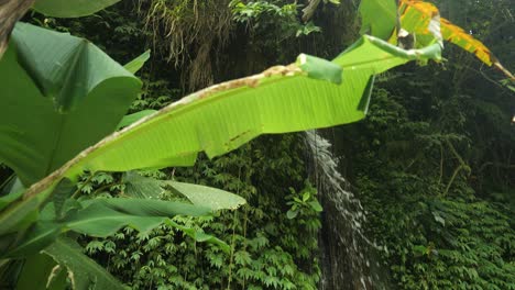 Zeitlupenschwenk-Eines-Bananenblattes,-Das-Während-Einer-Wanderung-Einen-Wunderschönen-Wasserfall-Mitten-Im-Dschungel-Auf-Bali,-Indonesien,-Enthüllt