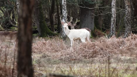 herd-of-deer-in-the-New-Forest-clip-19