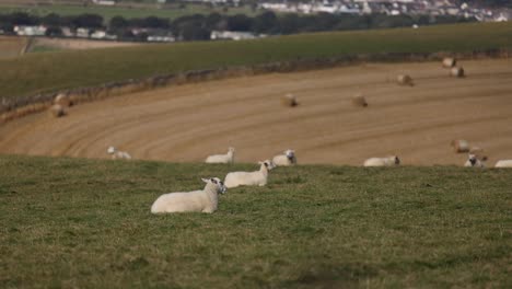 Sheep-Laying-down-in-pasture-farming-agriculture-hay-field-livestock-meat-industry-farm-animals
