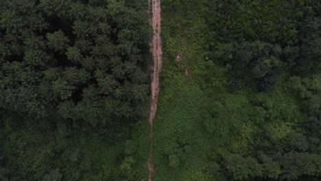 Aerial-shot-of-a-lush-forest-in-Riva,-Istanbul,-Türkiye