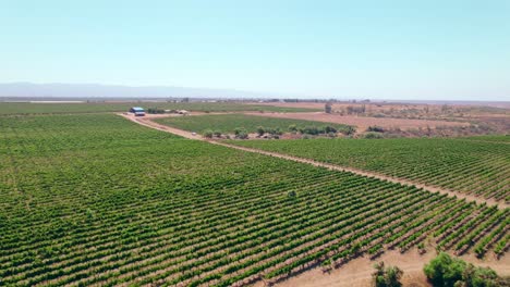Aerial-view-dolly-in-trellis-formation-vineyards-on-a-sunny-day-in-the-Limarí-Valley,-Chile