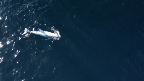 4K-Aufnahmen-Eines-Seltenen-Weißen-Risso-Delfins-Namens-„Blanco“-Wurden-Während-Einer-Walbeobachtungstour-In-Der-Nähe-Der-Insel-Catalina-Vor-Südkalifornien-Gefunden