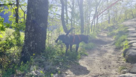 Dog-sniffs-and-pees-on-tree-in-Valle-del-Jerte-Spain-off-cobblestone-trail