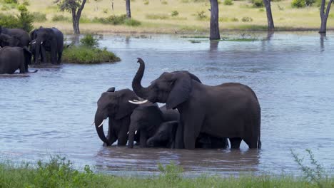 Elephant-family-standing-together-in-savannah-lake,-one-raising-trunk