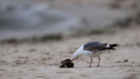 Seagull-picks-at-a-mussel-on-the-beach-at-Point-Dume-State-nature-preserve-beach-park-in-Malibu,-California