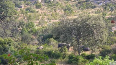 A-herd-of-elephants-in-the-distance-during-a-safari